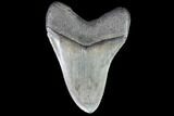 Robust, Fossil Megalodon Tooth - Georgia #90787-2